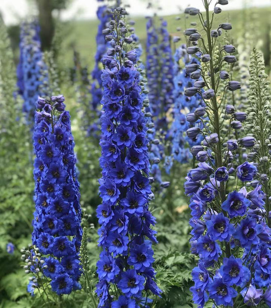 Blue Buccaneers Hybrid Bee Delphinium