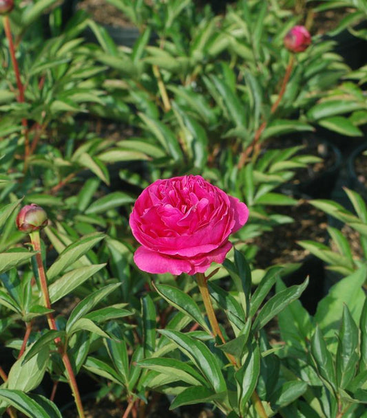 Kansas Peony