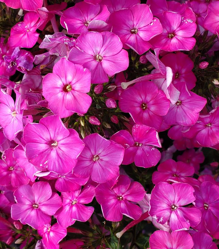 Volcano® Pink Garden Phlox