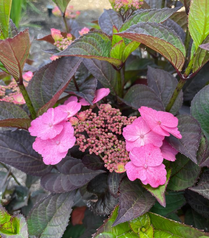 Pink Dynamo™ Mountain Hydrangea