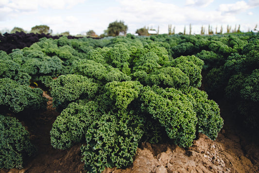 Darkibor Hybrid Kale Seeds