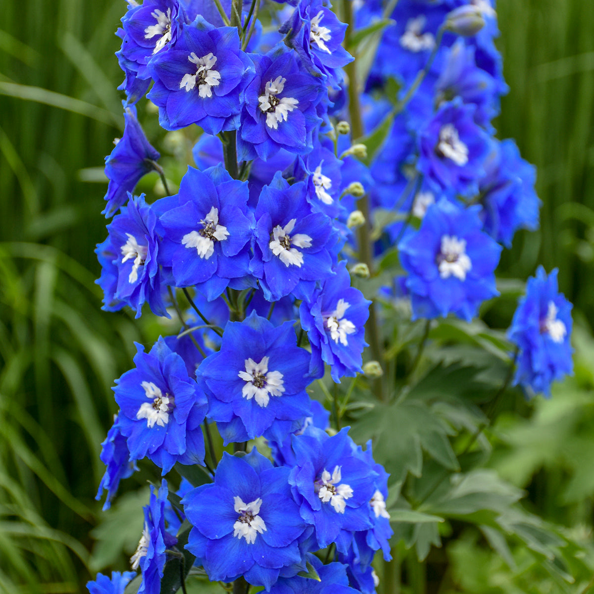 Cobalt Dreams Larkspur