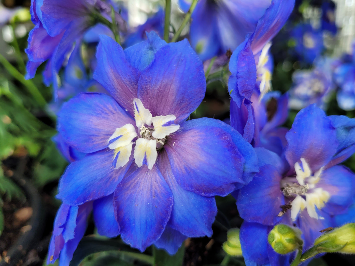 Cobalt Dreams Larkspur