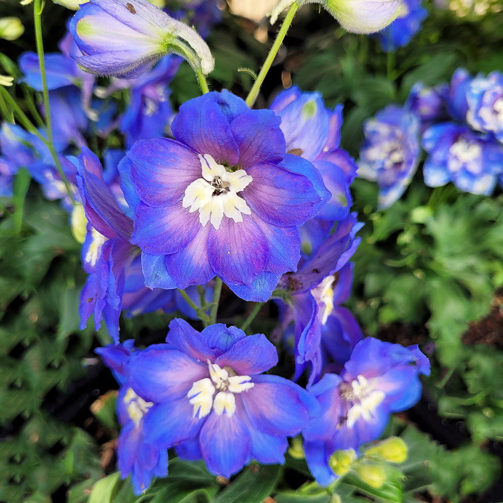 Cobalt Dreams Larkspur