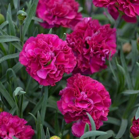 Fruit Punch® 'Funky Fuchsia'