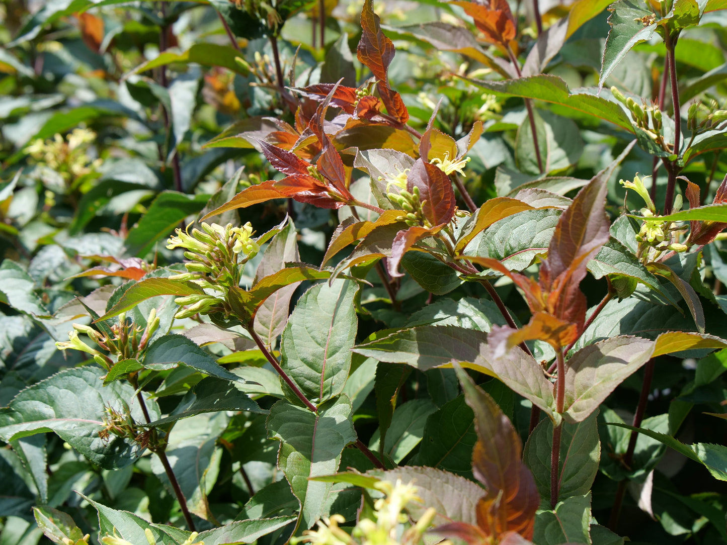 Low Bush Honeysuckle