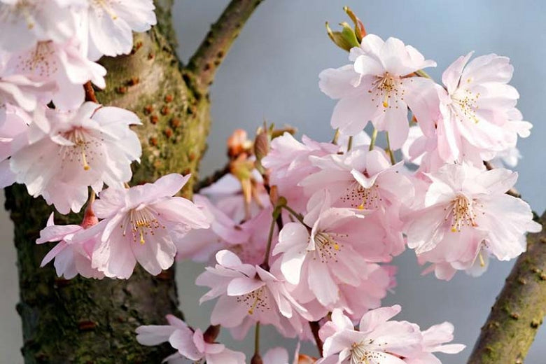 Ornamental Cherry tree 'Autumnalis Flowering Cherry Tree'