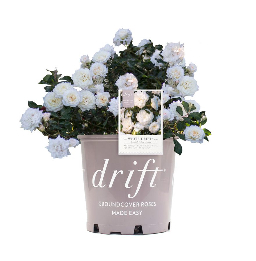 The White Drift® Rose