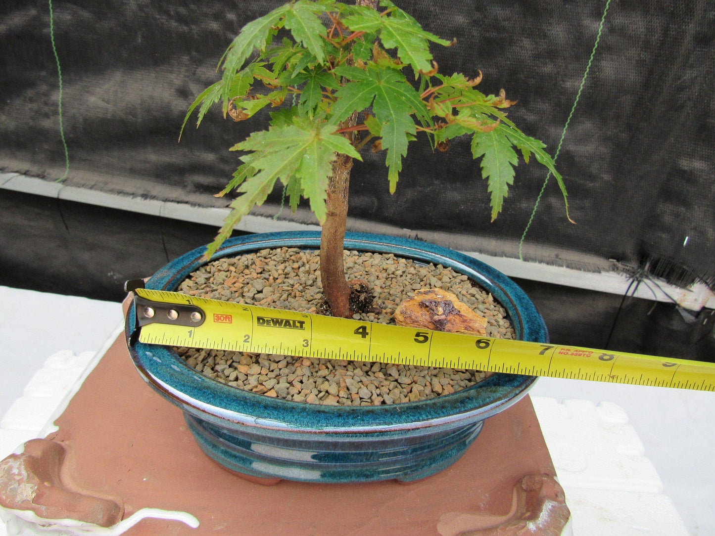 Dwarf Green Japanese Maple Bonsai Tree