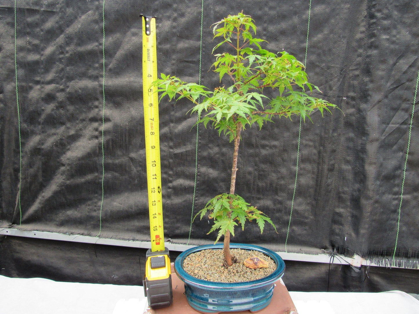 Dwarf Green Japanese Maple Bonsai Tree