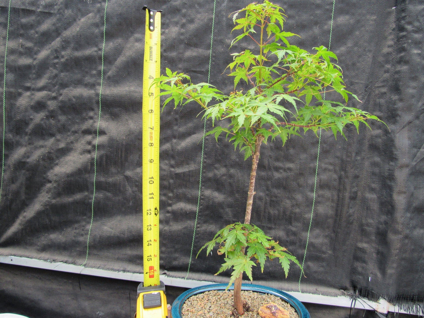 Dwarf Green Japanese Maple Bonsai Tree