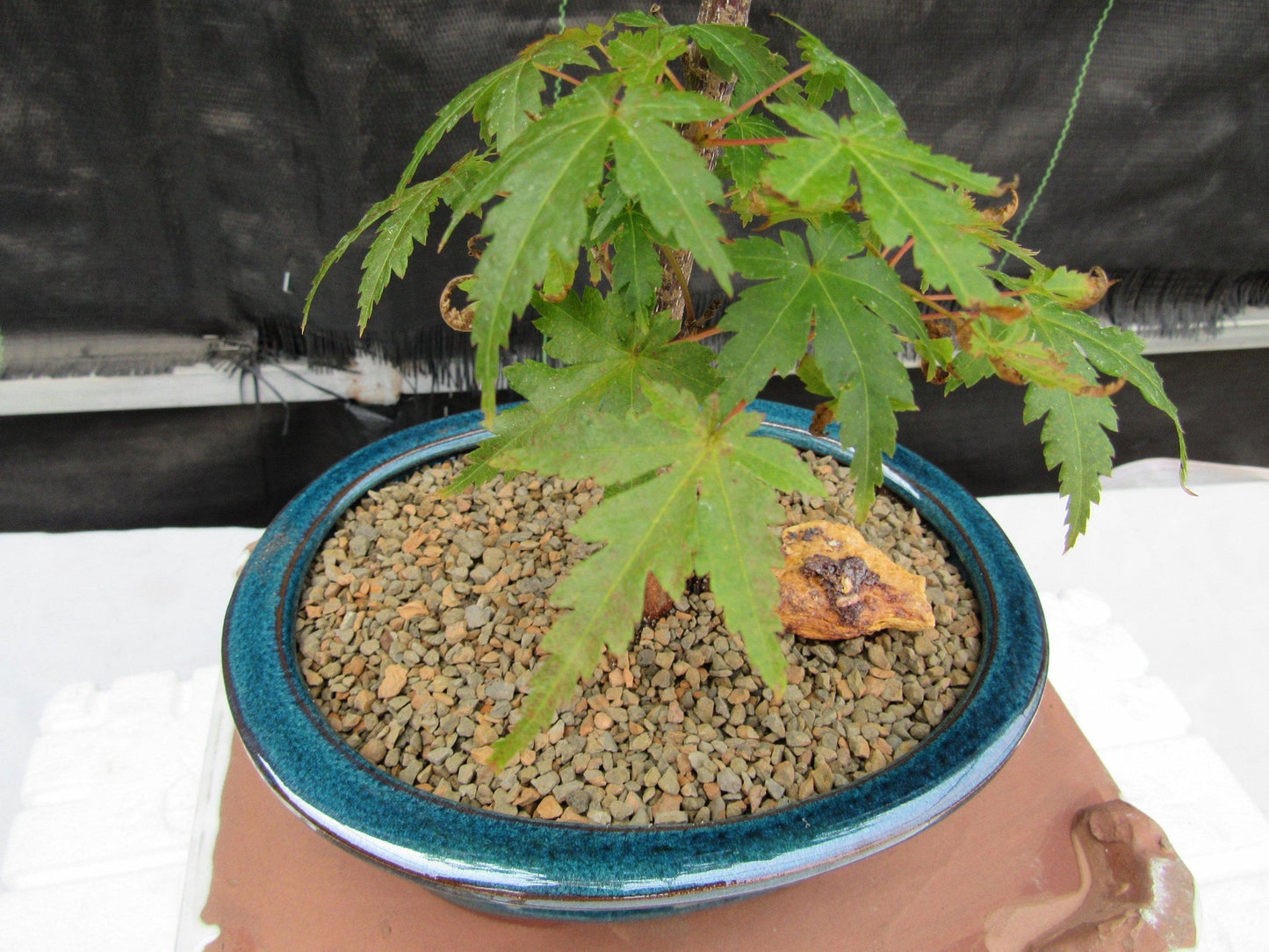 Dwarf Green Japanese Maple Bonsai Tree