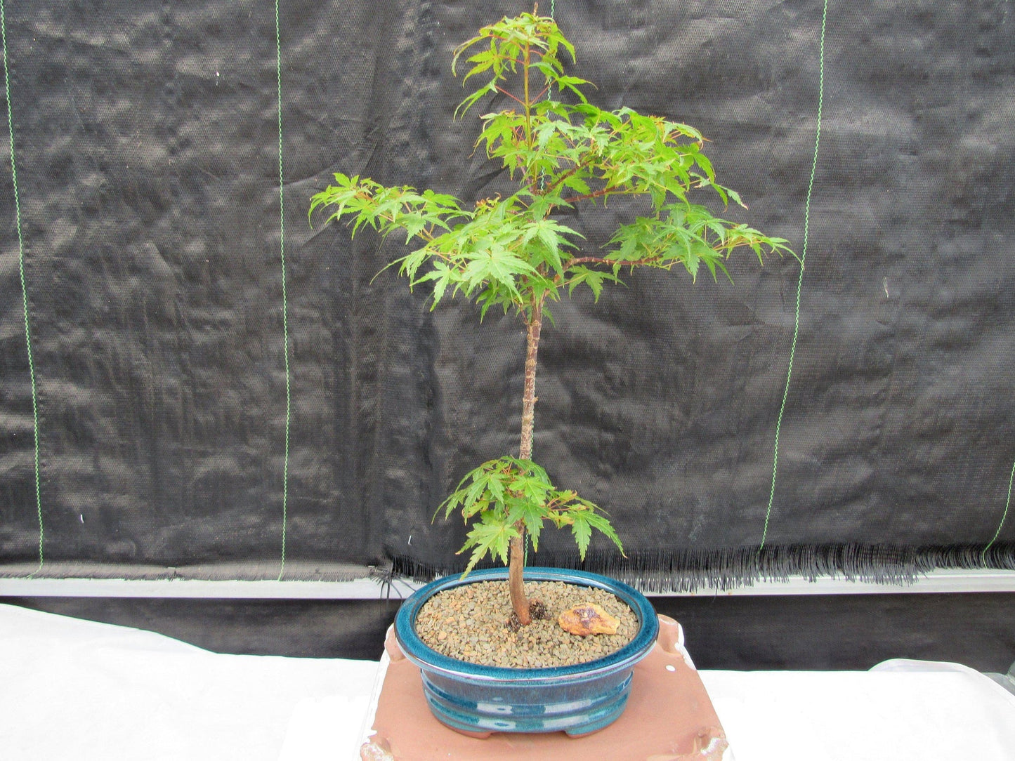 Dwarf Green Japanese Maple Bonsai Tree