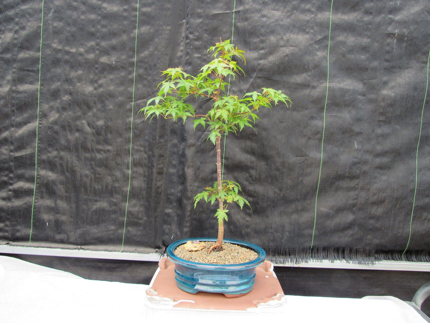 Dwarf Green Japanese Maple Bonsai Tree