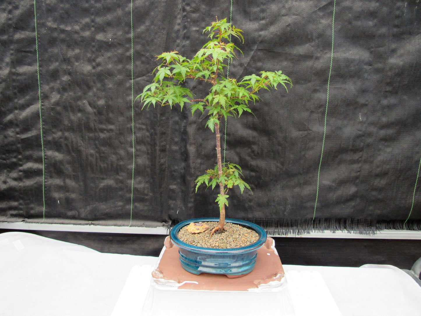 Dwarf Green Japanese Maple Bonsai Tree