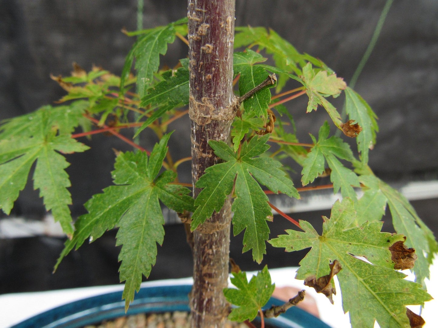 Dwarf Green Japanese Maple Bonsai Tree