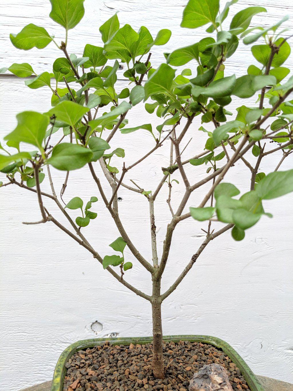 Dwarf Korean Lilac Bonsai Tree