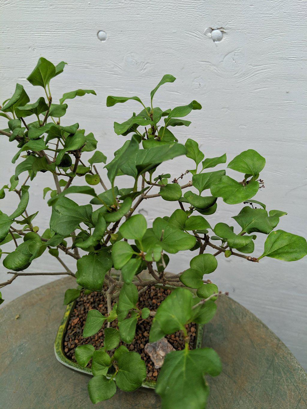 Dwarf Korean Lilac Bonsai Tree