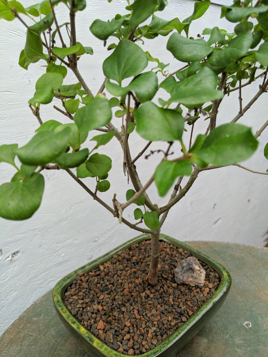 Dwarf Korean Lilac Bonsai Tree