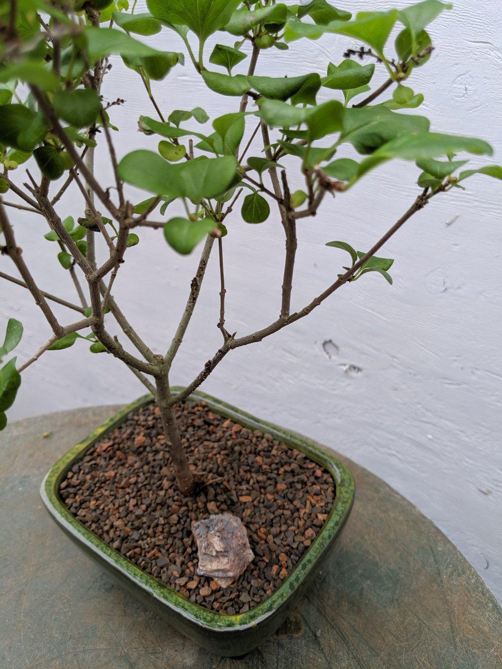 Dwarf Korean Lilac Bonsai Tree