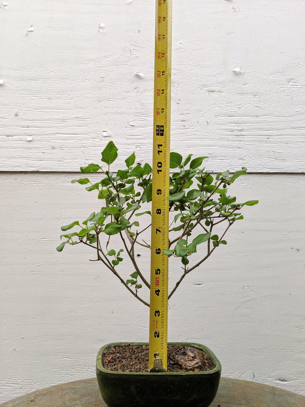 Dwarf Korean Lilac Bonsai Tree