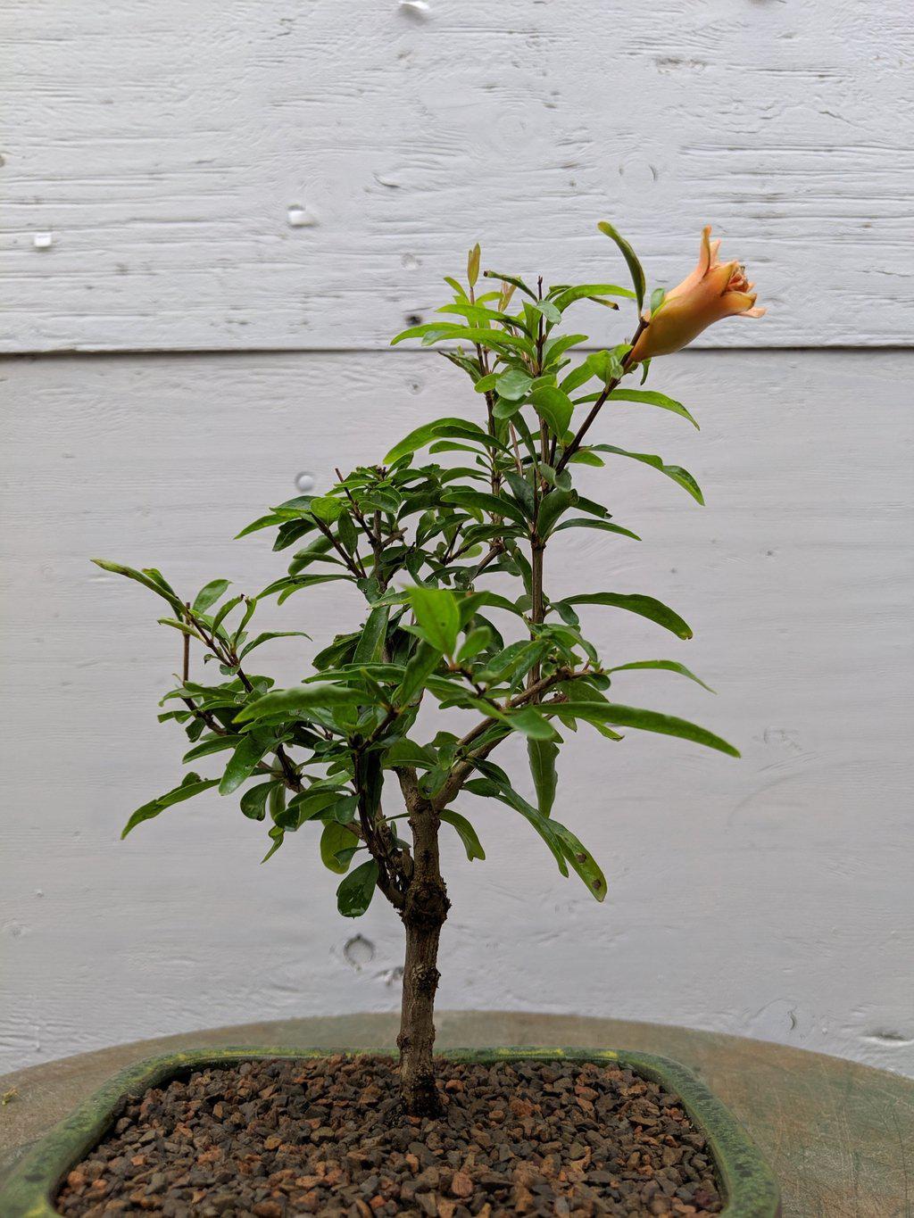 Dwarf Pomegranate Bonsai Tree