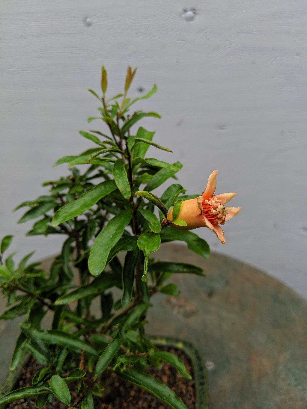 Dwarf Pomegranate Bonsai Tree