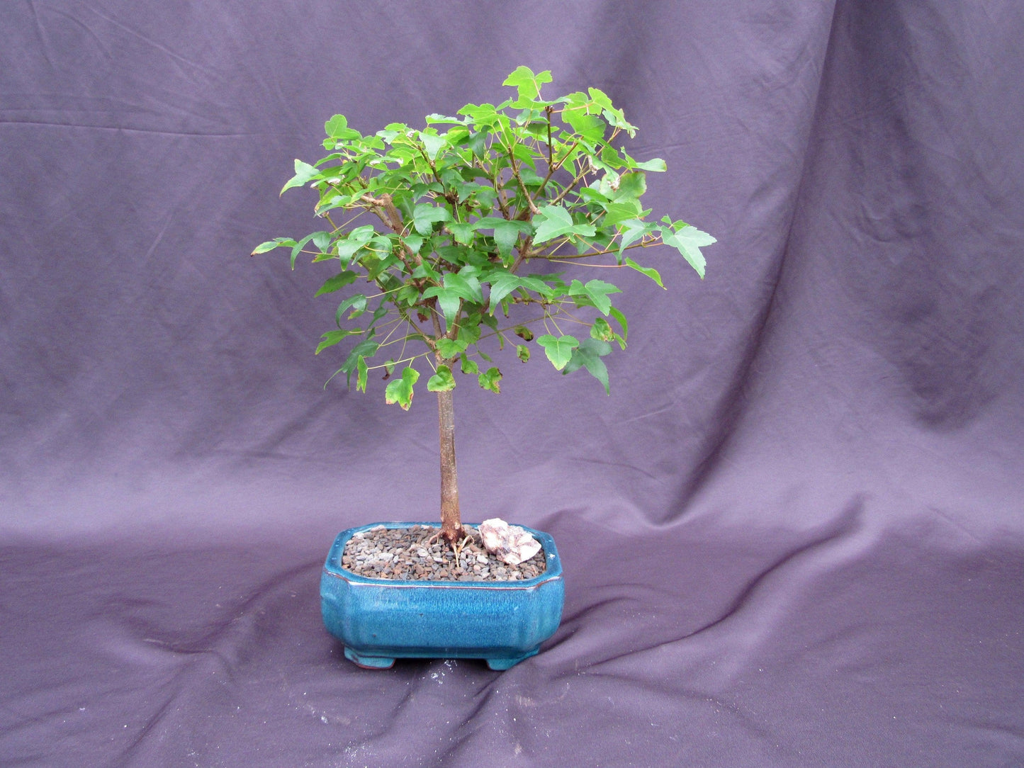 Dwarf Trident Maple Outdoor Bonsai Tree