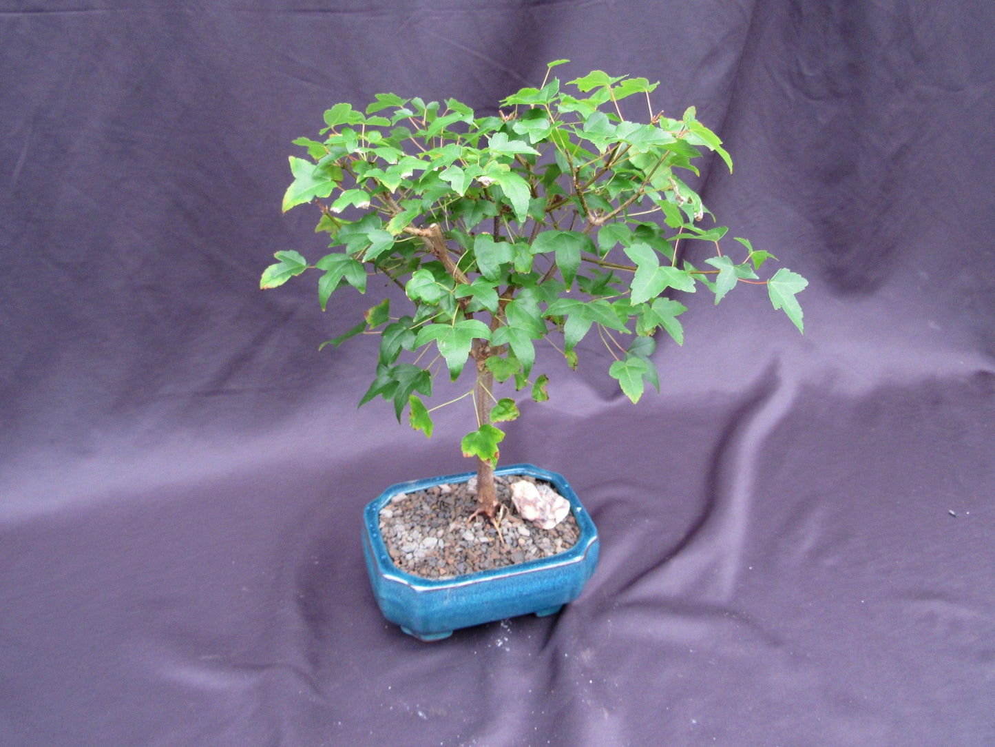 Dwarf Trident Maple Outdoor Bonsai Tree