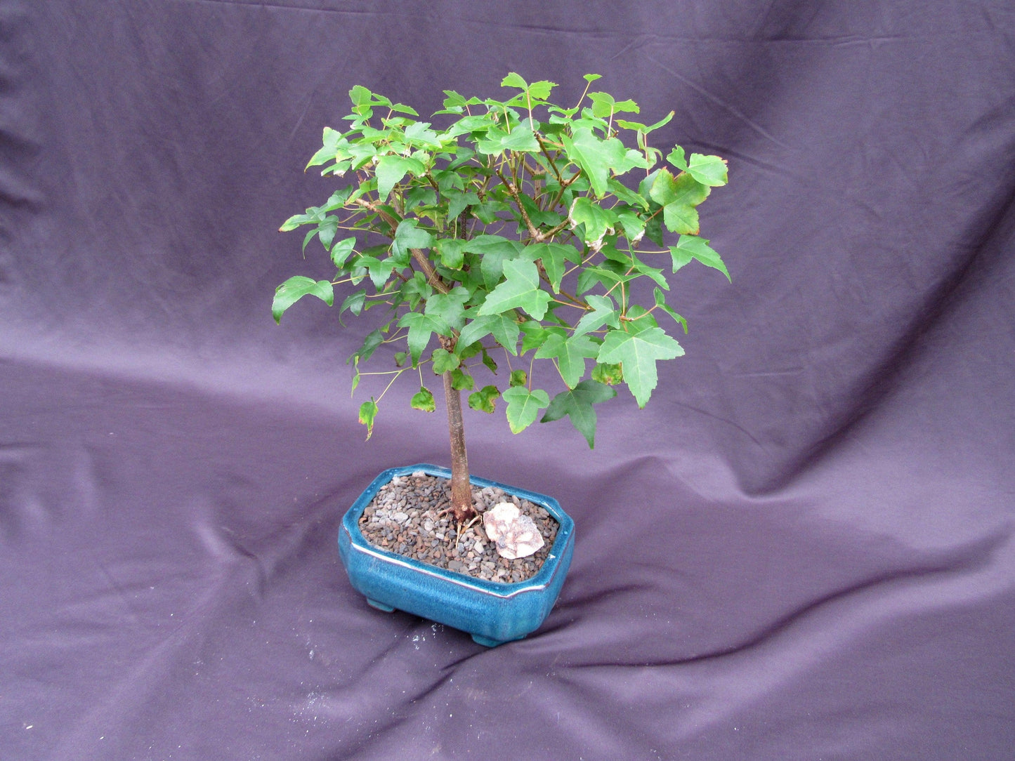 Dwarf Trident Maple Outdoor Bonsai Tree