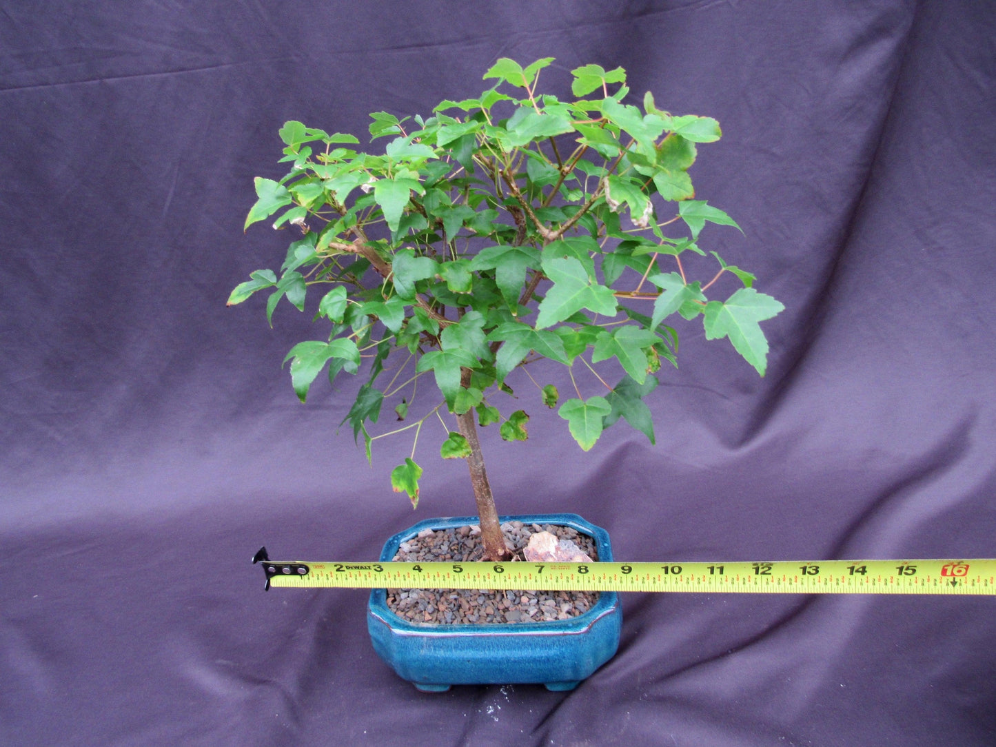 Dwarf Trident Maple Outdoor Bonsai Tree