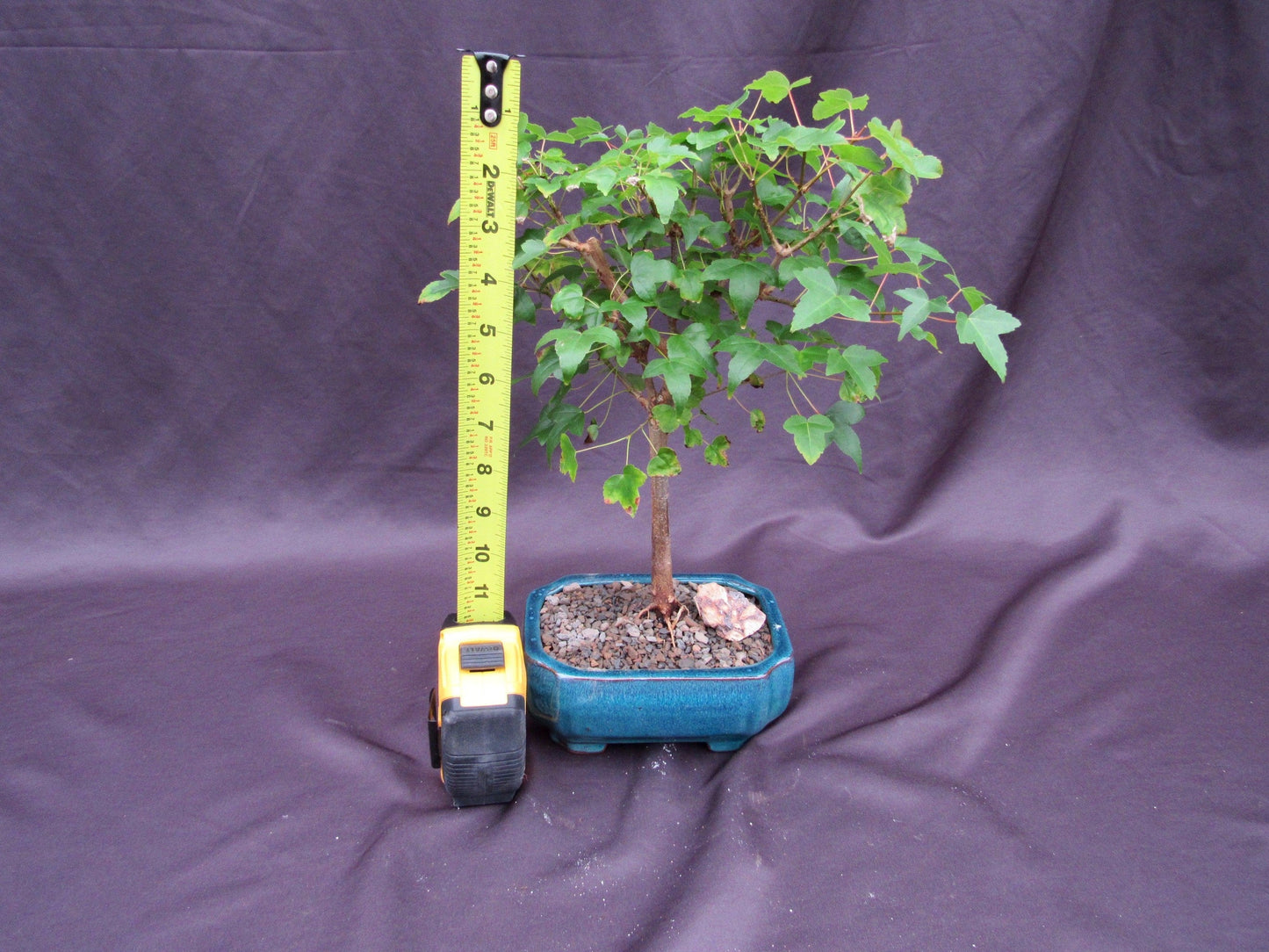 Dwarf Trident Maple Outdoor Bonsai Tree