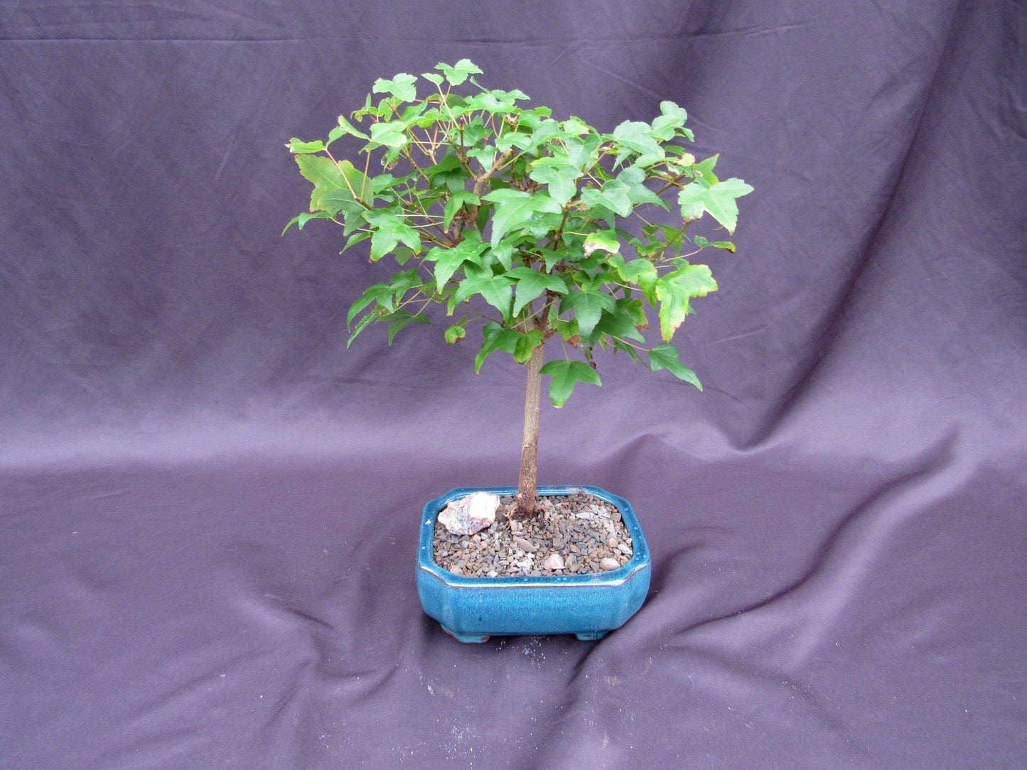 Dwarf Trident Maple Outdoor Bonsai Tree