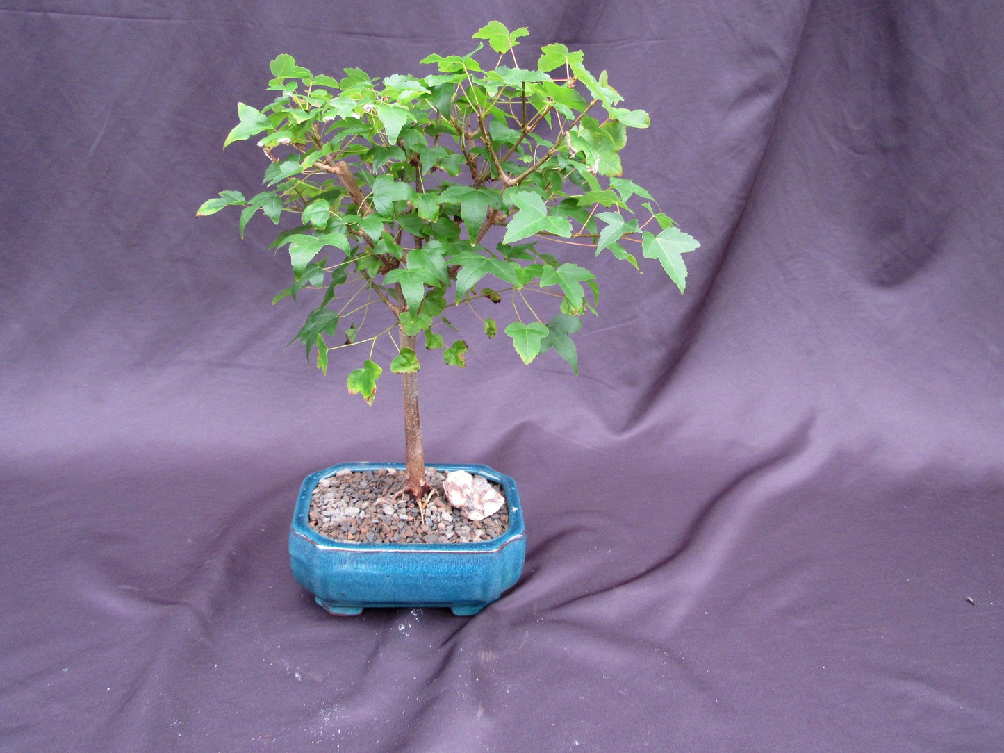 Dwarf Trident Maple Outdoor Bonsai Tree