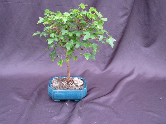 Dwarf Trident Maple Outdoor Bonsai Tree