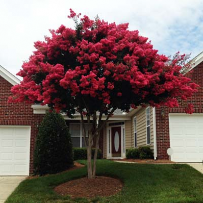 Crape Myrtle 'Red'