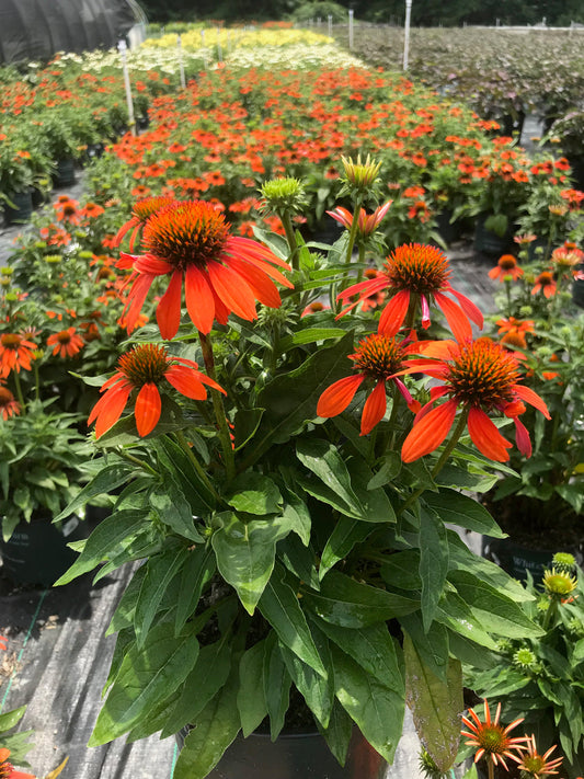 Adobe Orange Coneflower