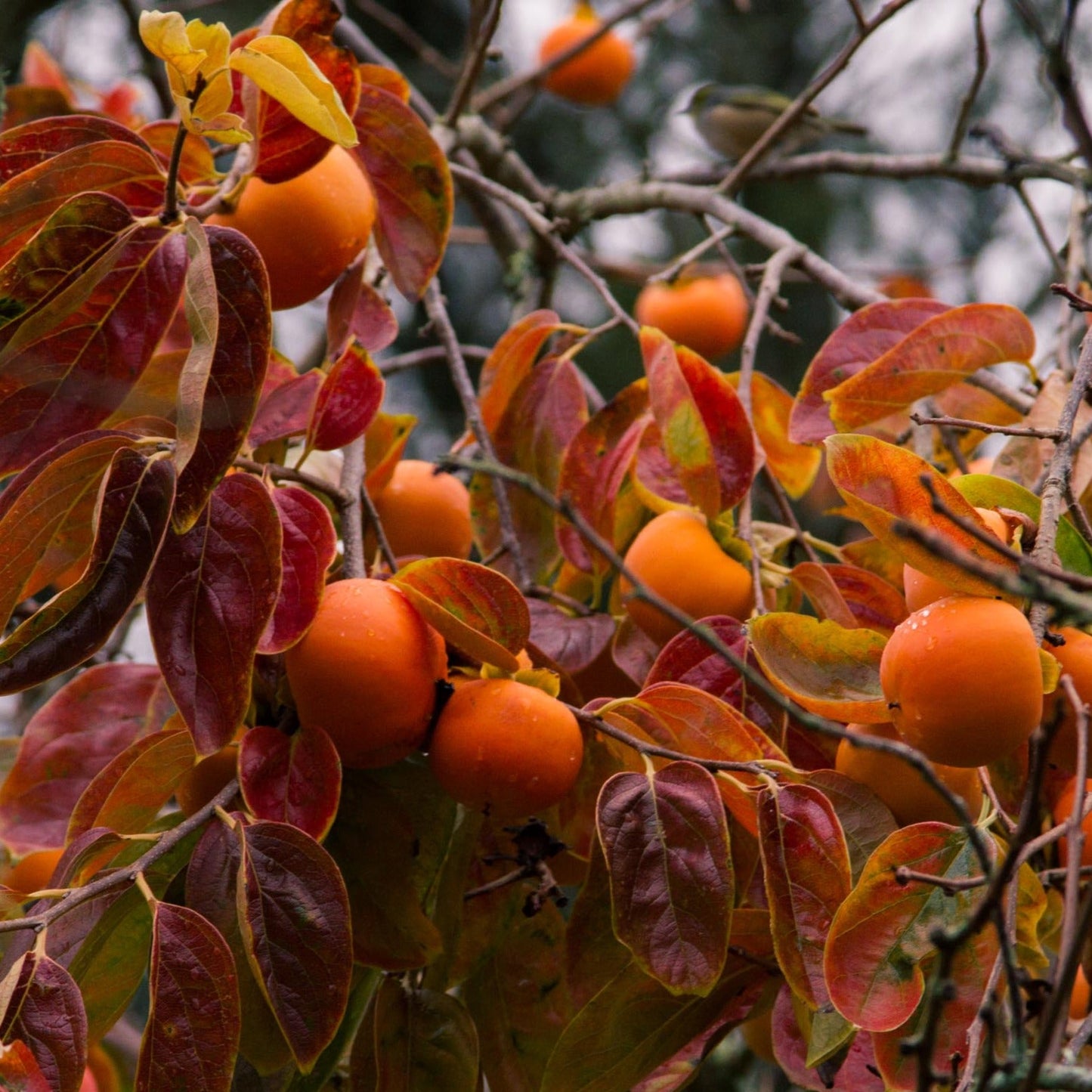 Persimmon Tree "American"