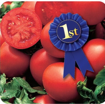 Early Blue Ribbon Hybrid Tomato Seeds