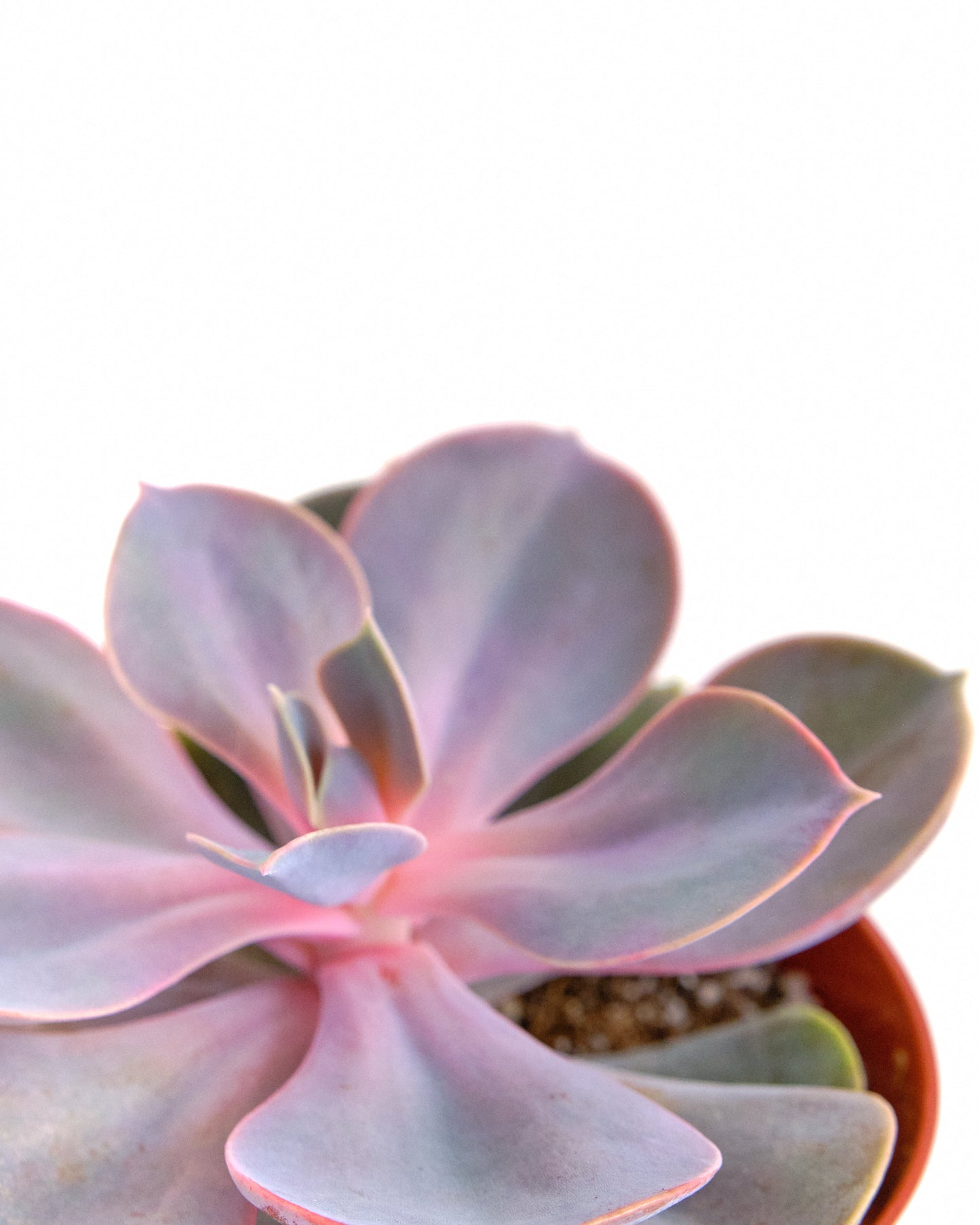 Echeveria 'Perle Von Nurnberg'