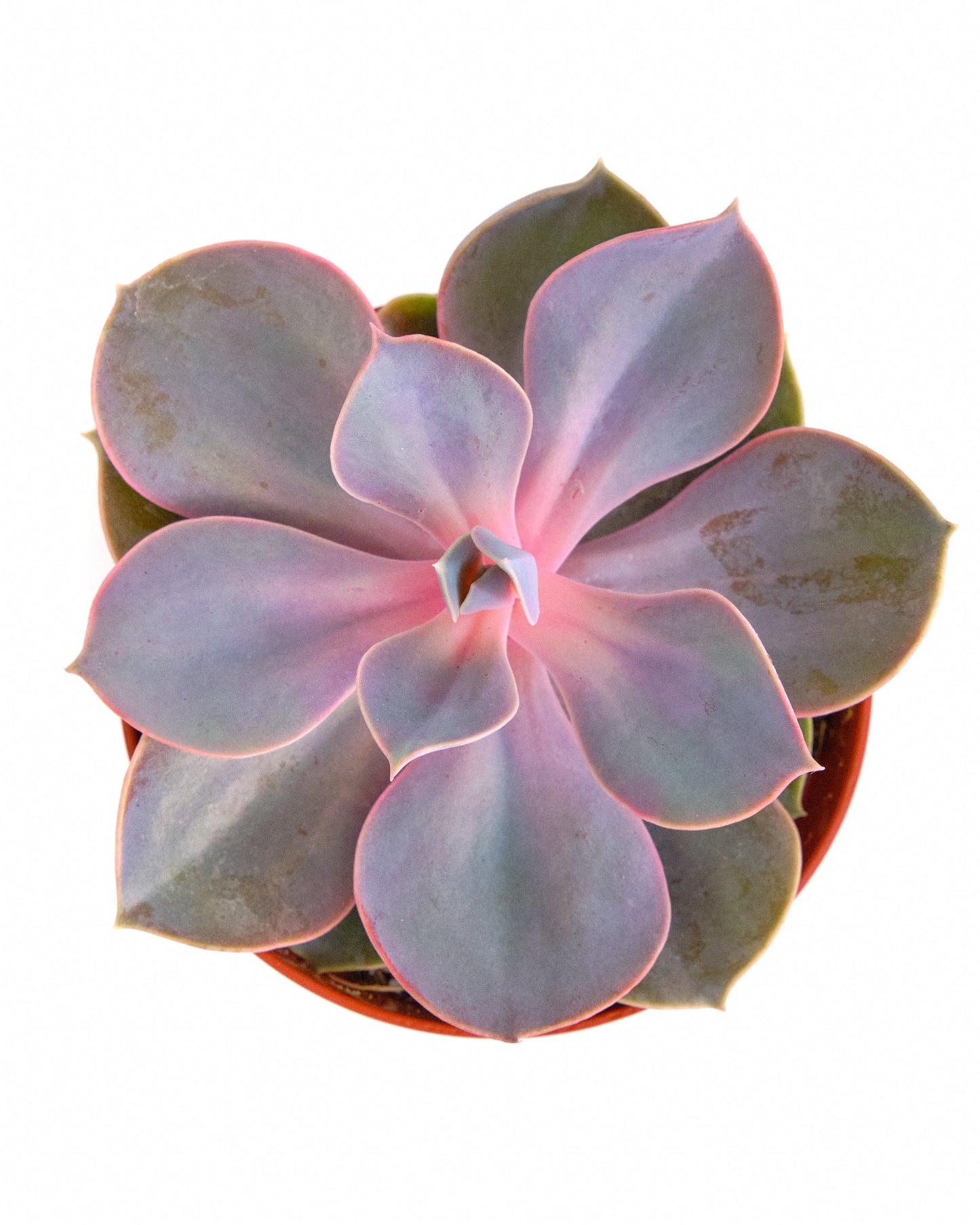 Echeveria 'Perle Von Nurnberg'