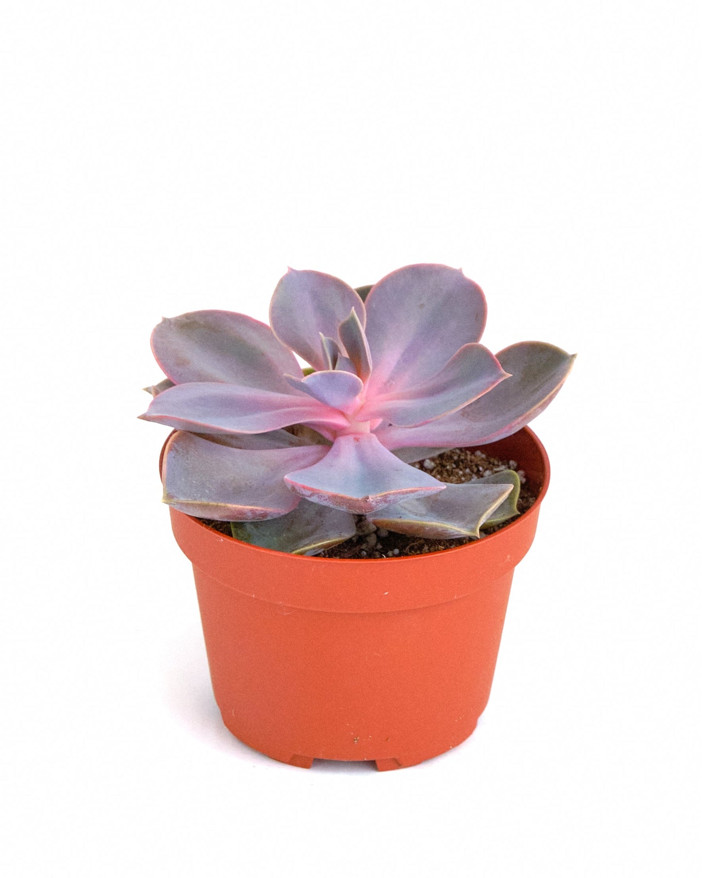 Echeveria 'Perle Von Nurnberg'