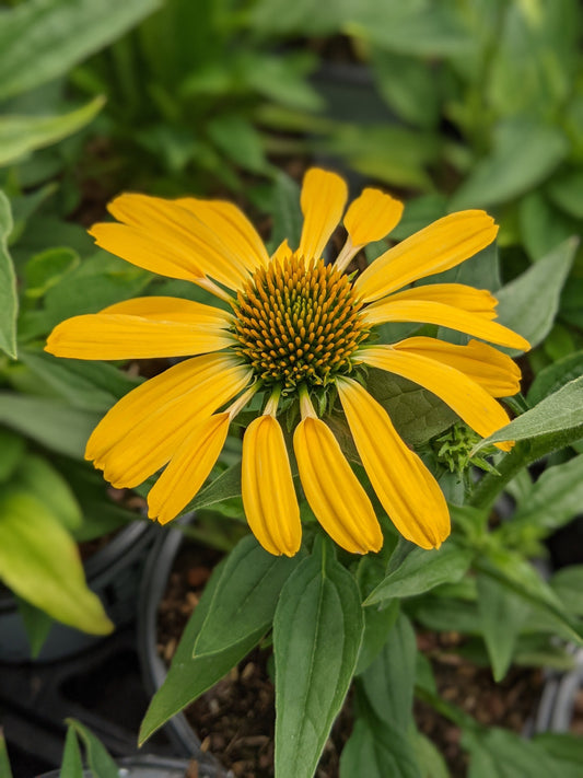 Yellow My Darling Coneflower