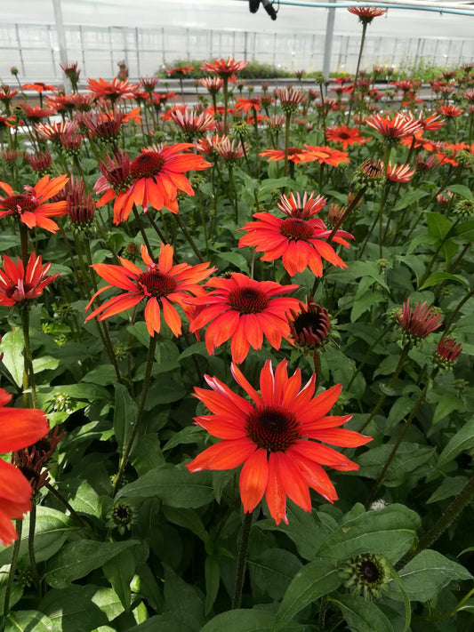 Panama™ Red Coneflower