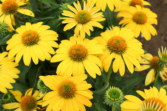 Lemon Yellow Improved Cone Flower