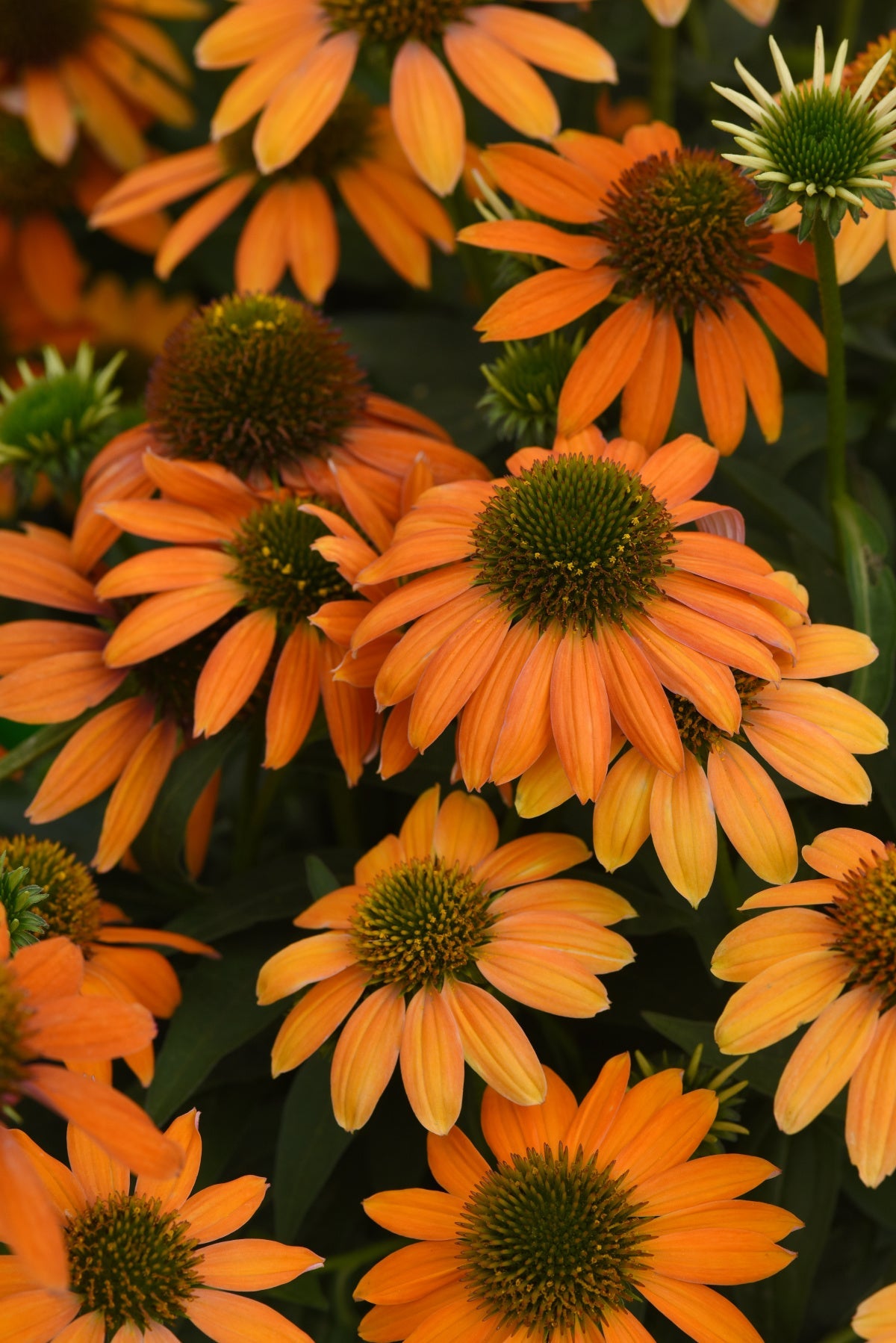 Soft Orange Coneflower