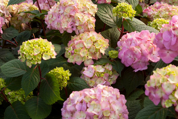 Endless Summer® Bloomstruck® Hydrangea