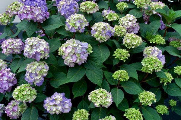 Endless Summer® Bloomstruck® Hydrangea