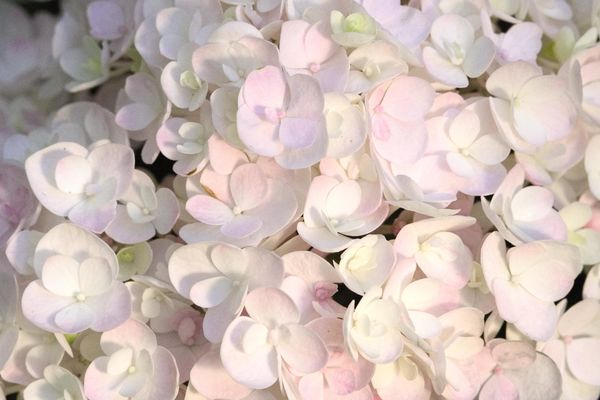 Endless Summer® Blushing Bride® Hydrangea