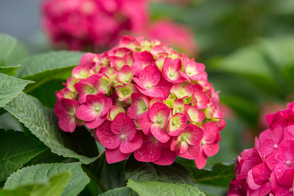 Summer Crush™; Hydrangea